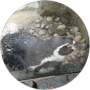 samantha green profile picture